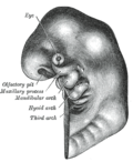 Thumbnail for Embryo drawing