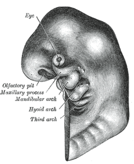 <span class="mw-page-title-main">Pharyngeal arch</span> Embryonic precursor structures in vertebrates