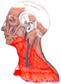 صورة توضح العضلة الجلدية للعنق تظهر في الأسفل مظللة باللون الأحمر.
