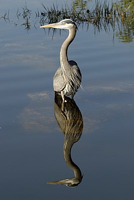 Great Blue Heron (Ardea herodias)