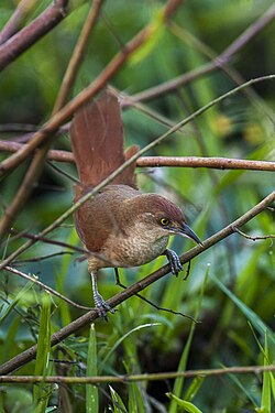 Greater Thornbird - Panatanal - Brazil.jpg
