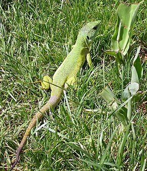 Beskrivelse af Green_lizard.jpg-billedet.