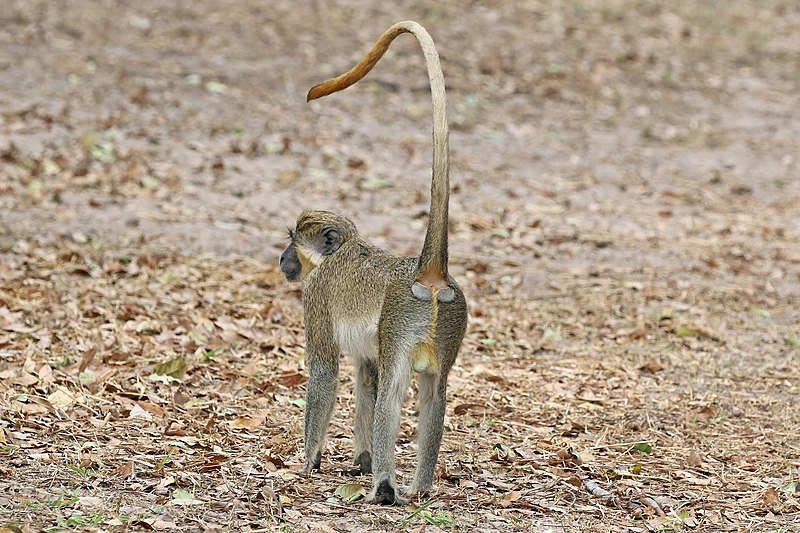 File:Green monkey (Chlorocebus sabaeus) male rear.jpg