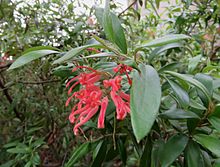 Grevillea bemboka 9821.jpg