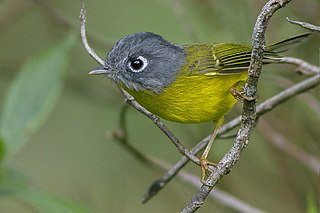 <span class="mw-page-title-main">Grey-cheeked warbler</span> Species of bird