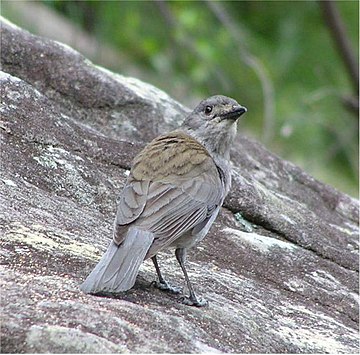 Pachycephalidae