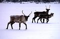 Groupe de caribous sur un lac gelé