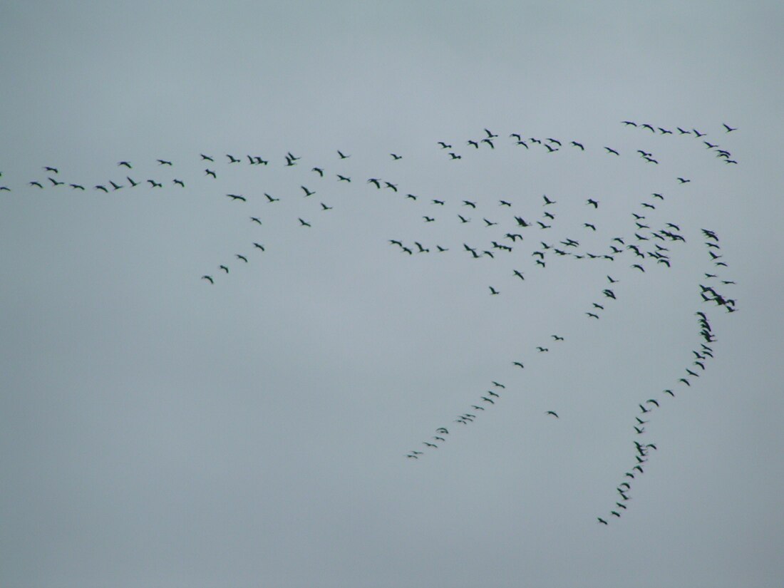 Uccelli migratori