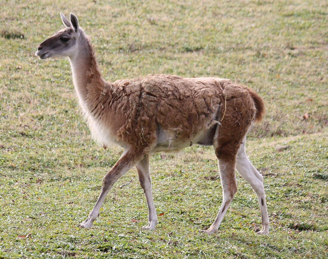 File:Guanaco2.jpg