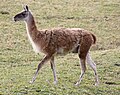 Miniatura para Fauna de los Andes