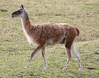 Fauna of the Andes