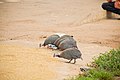 Guinea Fowl 3