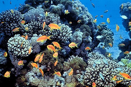 ไฟล์:Gulf_of_Eilat_(Red_Sea)_coral_reefs.jpg