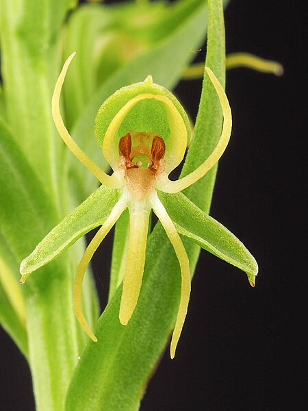 File:Habenaria repens (37325632381).jpg