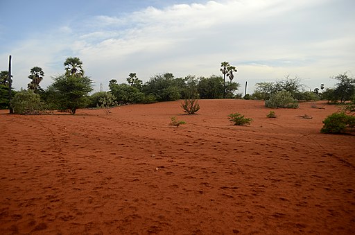 Habitat in Teri red dune complex (Theri Kaadu)