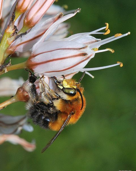 File:Habropoda male 1a.jpg