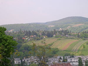 The Hackenberg with its allotment and vineyards seen from the Dr. Meißner Park
