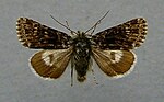 Thumbnail for Hadula melanopa