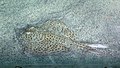 Téli rája (Leucoraja ocellata)