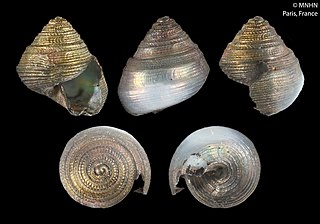 <i>Halystina vaubani</i> Species of gastropod