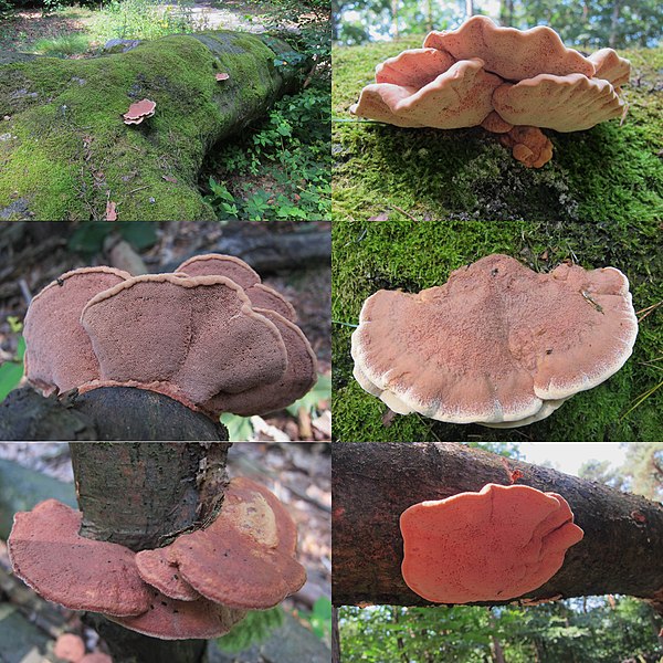 File:Hapalopilus nidulans or Hapalopilus rutilans (Cinnamon Bracket or Tender Nesting Polypore, D= Zimtfarbener Weichporling, F= Polypore rutilant , NL= Kussenvormige houtzwam) white spores and causes white rot, already at - panoramio.jpg