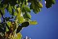 Harilik tamm (Quercus robur), lehed ja viljad