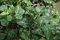 Hedera helix 'Ralf'