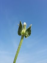 Capitulum with outer involucral bracts