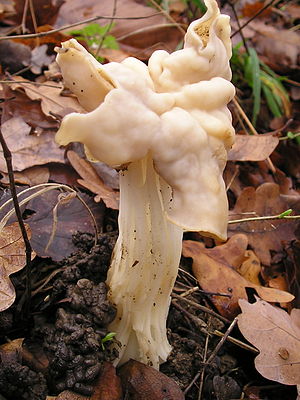 Helvella crispa 031130w.jpg