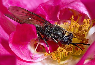 <i>Hermetia illucens</i> Common and widespread fly of the family Stratiomyidae