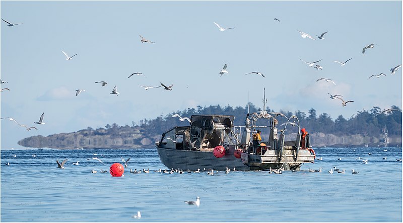 File:Herring fishing, day two.jpg