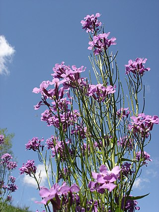 <i>Hesperis</i> Genus of flowering plants