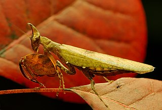 <i>Hestiasula</i> Genus of praying mantises