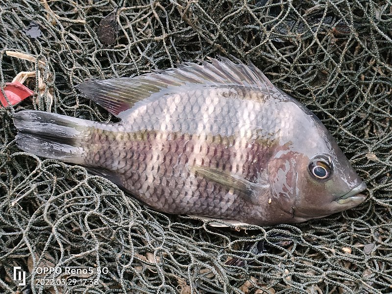 File:Heterotilapia buttikoferi 185312038.jpg