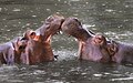 38 Hippopotamus amphibius Whipsnade Zoo uploaded by Bruce1ee, nominated by Bruce1ee