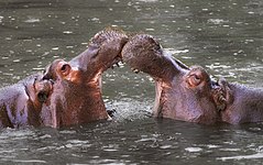 Hippo