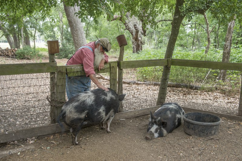 File:Historical interpreter "Uncle Bob" Beringer tends to a couple of hogs outside a sharecropper's cabin on the George Ranch Historical Park, a 20,000-acre working ranch in Fort Bend County, Texas, LCCN2014633319.tif