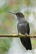 Hoary Puffleg.jpg