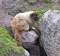 Marmota caligata), Mt. Rainier National Park