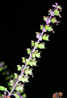 🌱 Купить Туласи (Ocimum tenuiflorum)