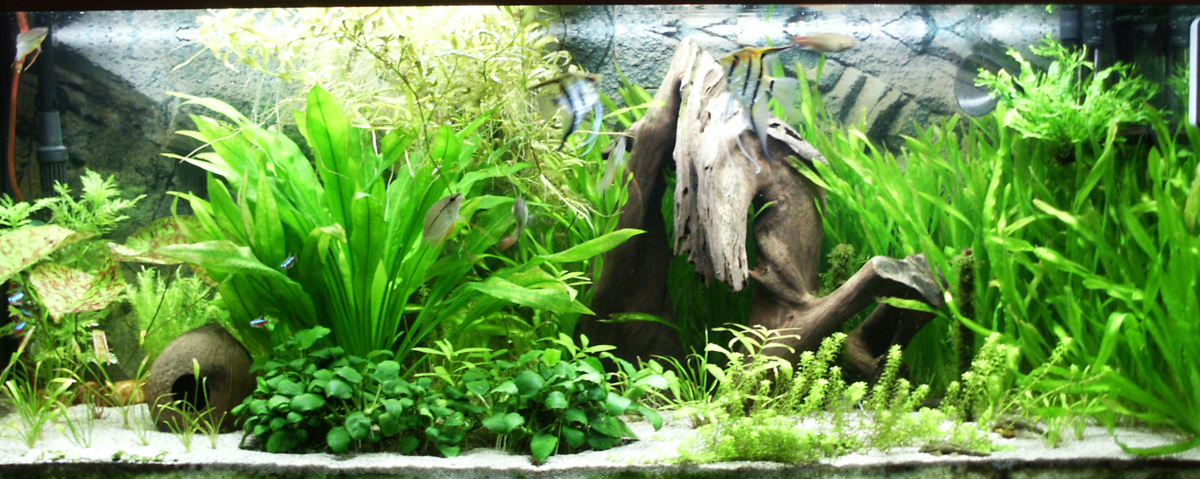 Quante piante in un acquario. – Acquari blog