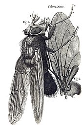 Un dessin d'une mouche de face, avec des détails d'aile