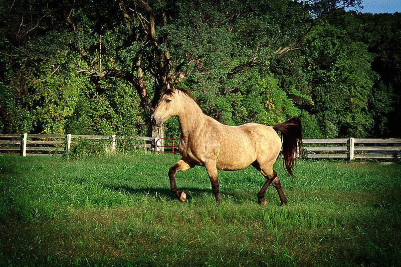 File:Horse in Field (11967919636).jpg