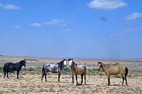 Image illustrative de l’article Cheval en Somalie