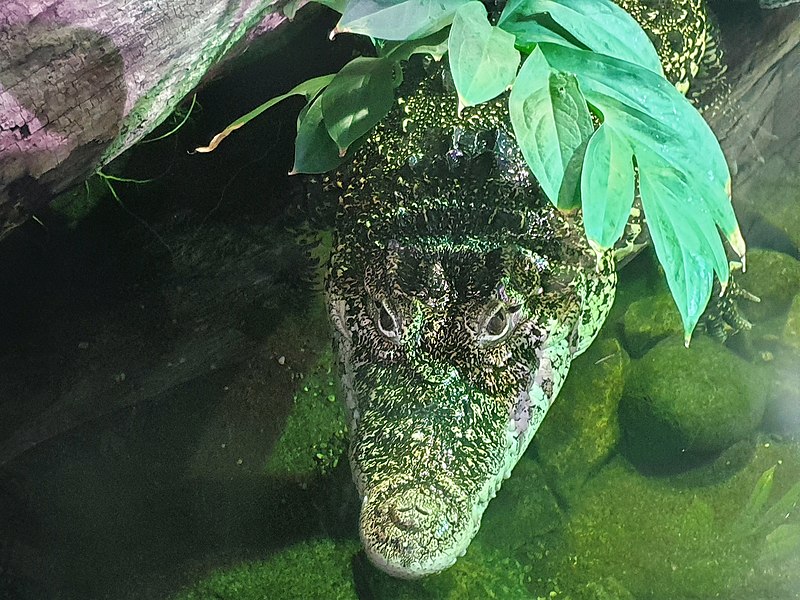 File:Hul - Crocodylus rhombifer - 2.jpg