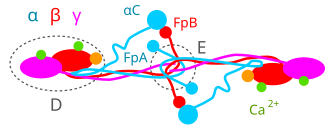 Human fibrinogen. Aa chains (cyan), Bb chains (red), gA chains (pink), calcium (green), carbohydrated (orange). FpA: fibrinopeptides A. FpB: fibrinopeptides B. aC: Aa chain C-terminal domain. D: D domain. E: E domain. Human fibrinogen structural scheme.svg
