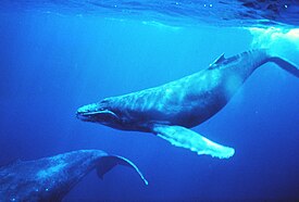 Humpback whales in singing position.jpg