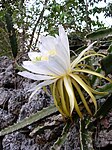 Hylocereus triangularis.