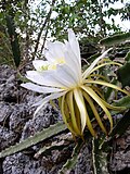 Hylocereus triangularis Рич Хойер.JPG