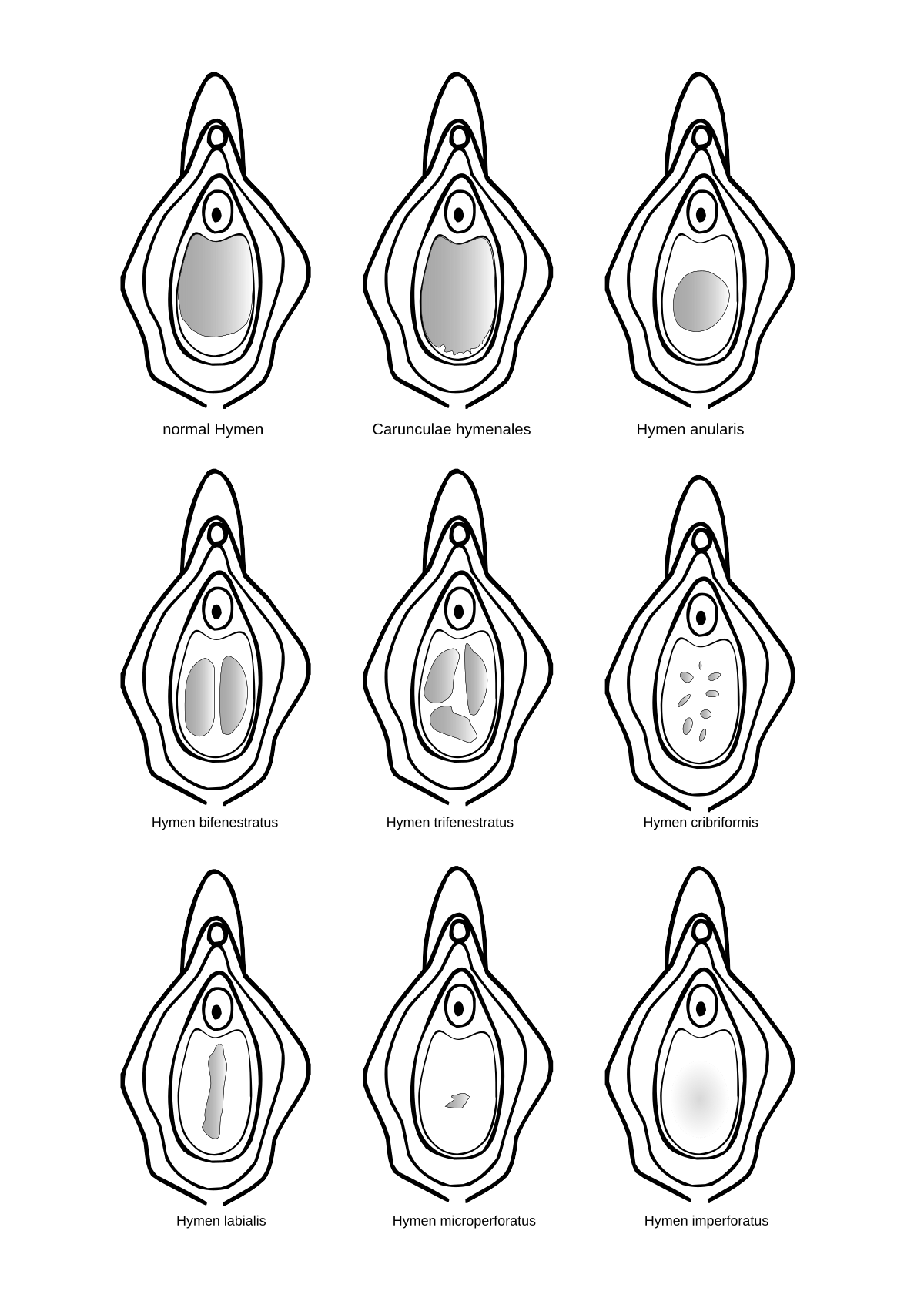 How deep is the average vagina? Size and appearance